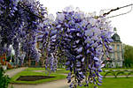 Гліцинія ряснобарвна, Wisteria floribunda, 90 см, фото 6