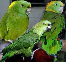 Жовтошийний Амазон Amazona auropalliata