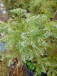Кипарисовик горохоплодный, Chamaecyparis pisifera 'Boulevard', 60 см, фото 3