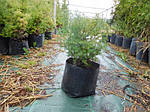 Кипарисовик горохоплодный, Chamaecyparis pisifera 'Boulevard', 60 см, фото 4