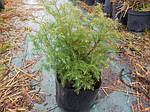 Кипарисовик горохоплодный, Chamaecyparis pisifera 'Boulevard', 60 см, фото 5