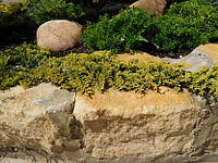 Можжевельник горизонтальный, Juniperus horizontalis 'Golden Carpet', 35 см