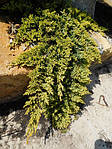 Можівник горизонтальний, Juniperus horizontalis 'Golden Carpet', 35 см, фото 3