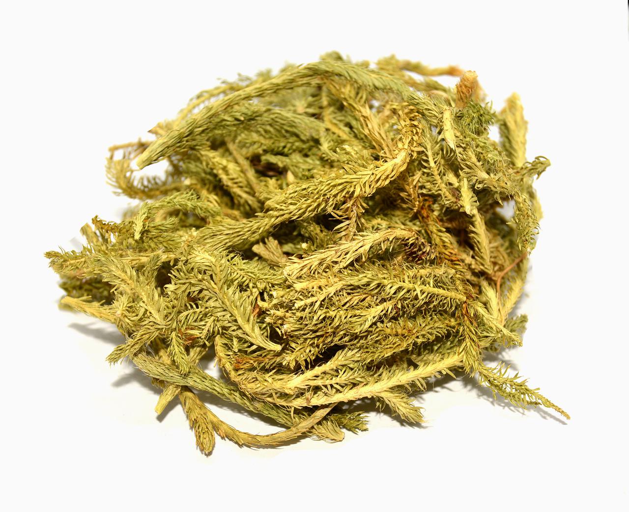 Плаун баранець трава