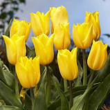 Тюльпан 2 шт тріумф Strong Gold (цибулини 10/11), фото 2