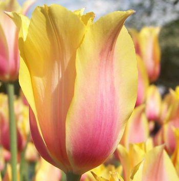 Тюльпан 2 шт Гігантський Blushing Lady цибулини, фото 1