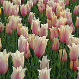 Тюльпан 2 шт Гігантський Blushing Lady цибулини, фото 2