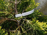 Можжевельник средний Пфитцериана, Juniperus media 'Pfitzeriana', 45 см