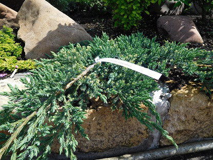 Ялівець лускатий, Juniperus sguamata 'Blue Carpet', 35 см