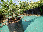 Ялівець лускатий, Juniperus sguamata 'Holger', 60 см, фото 3