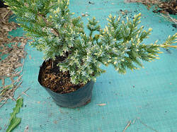 Ялівець лускатий, Juniperus sguamata 'Holger', 60 см