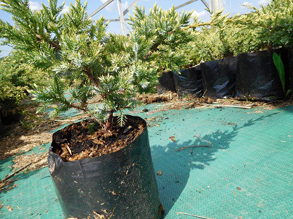 Ялівець лускатий, Juniperus sguamata 'Holger', 60 см