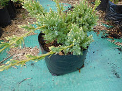 Ялівець лускатий, Juniperus sguamata 'Holger', 50 см