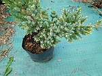 Ялівець лускатий, Juniperus sguamata 'Holger', 50 см, фото 3