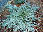 Ялівець лускатий, Juniperus sguamata 'Blue Carpet', 40 см, фото 4
