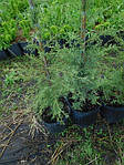 Ялівець віргінський, Juniperus virginiana 'Grey Owl', 40 см, фото 3