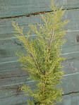 Ялівець віргінський, Juniperus virginiana 'Grey Owl', 40 см, фото 4