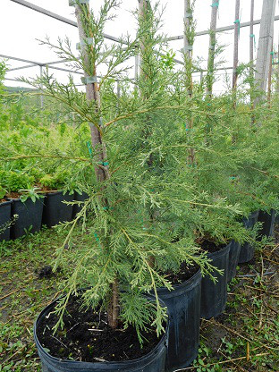 Ялівець віргінський, Juniperus virginiana 'Grey Owl', 40 см