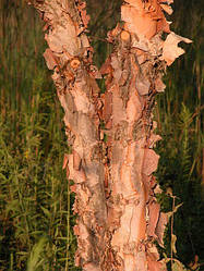 Береза чорна, Betula nigra, 550 см