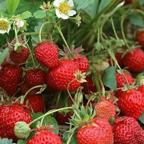 Саджанці полуниці АРОМАС ремонтантний сорт, фото 1