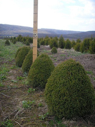 Thuja occidentalis 'Elwagnera', Туя західна, Туя западная Эльвангера, 100 см, фото 1