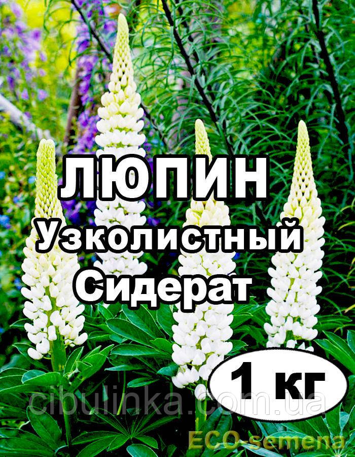 Купить Люпин Кормовой Семена