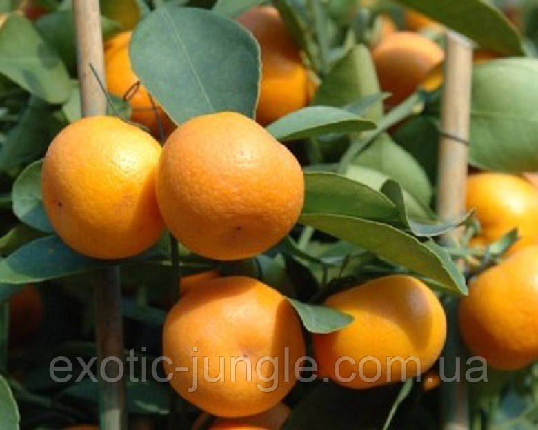 Кумкват Ляле (Citrus x 'Kucle') 10-20 см. Кімнатний