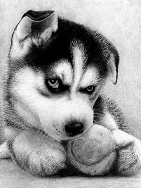 Набір для викладання алмазної мозаїкою Грайливий хаскі DM-044