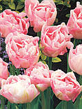 Тюльпан 2 шт махровий Angelique цибулини 10/11, фото 2