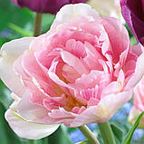 Тюльпан 2 шт махровий Angelique цибулини 10/11, фото 3