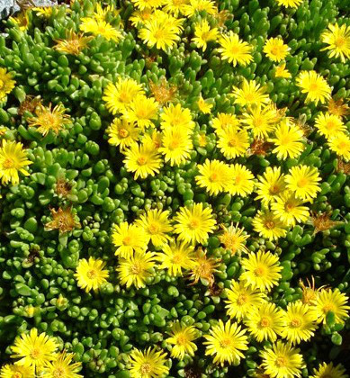 Делосперма жовта Ice Yellow Plant, Р9