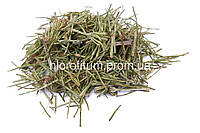 Хвощ полевой 50 грамм (Equisetum palustre), трава