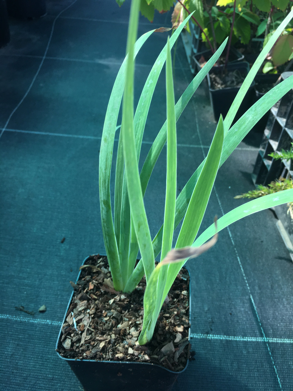 Ірис низький Blue, Р9, фото 1