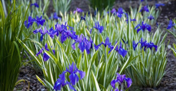 Ірис щетинистий Variegata, Р9, фото 1