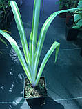 Ірис щетинистий Variegata, Р9, фото 3
