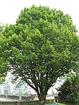 Граб звичайний, Carpinus betulus, 100 см, фото 4