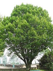 Граб звичайний, Carpinus betulus, 100 см 200 см