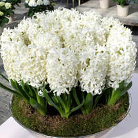 Гіацинт Carnegie (луковиці) 14/15