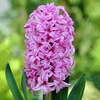 Гіацинт Anna Liza (луковиці 14/15)