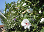 Гібіскус Сирійський, Hibiscus syriacus, 150 см, фото 10