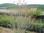 Гібіскус Сирійський, Hibiscus syriacus, 150 см, фото 9