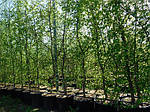 Граб звичайний, Carpinus betulus, 100 см, фото 6