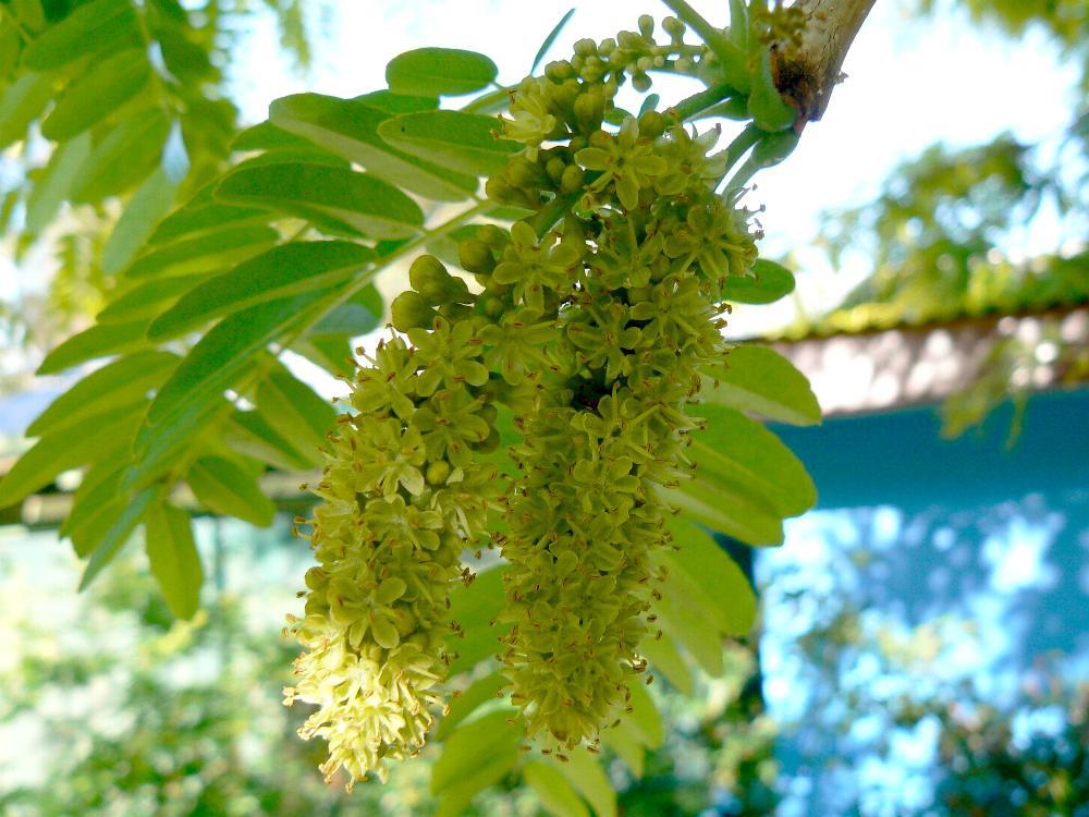 Гледіння колюче, Gleditsia triacanthos, 350 см