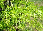 Гледіння колюче, Gleditsia triacanthos, 350 см, фото 3