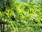 Гледіння колюче, Gleditsia triacanthos, 350 см, фото 5