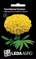 Насіння чорнобривців Купідон, 0,2 гр., лимонно-жовті, африканські