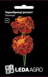 Насіння чорнобривців Пантера, 0,25 гр., французькі розлогі