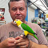 Каік  рудоголовий, фото 2