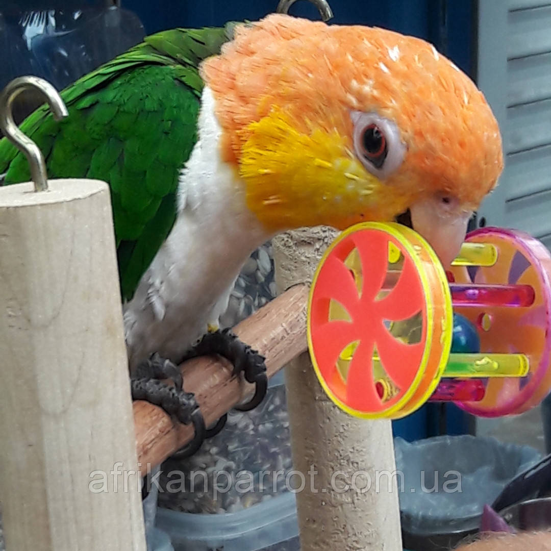 Каік  рудоголовий, фото 1