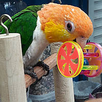 Каік  рудоголовий